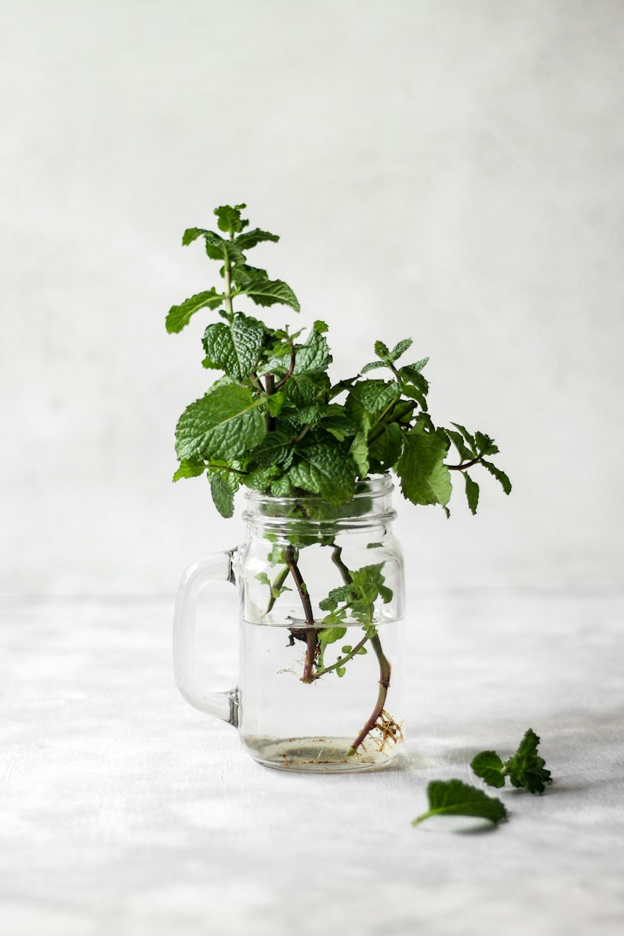 Fresh mint leaves