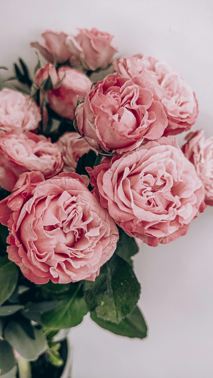 Pink peony bloom