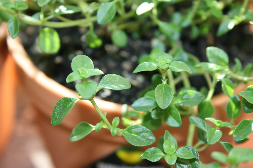 Fresh thyme leaves