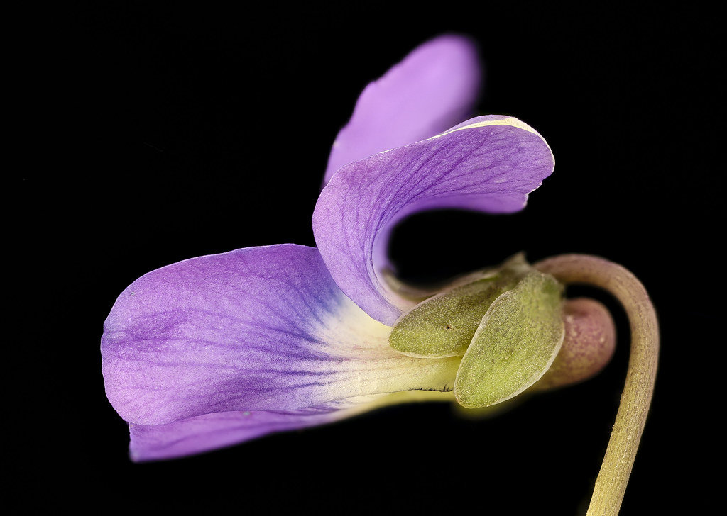 Fresh green violet leaves
